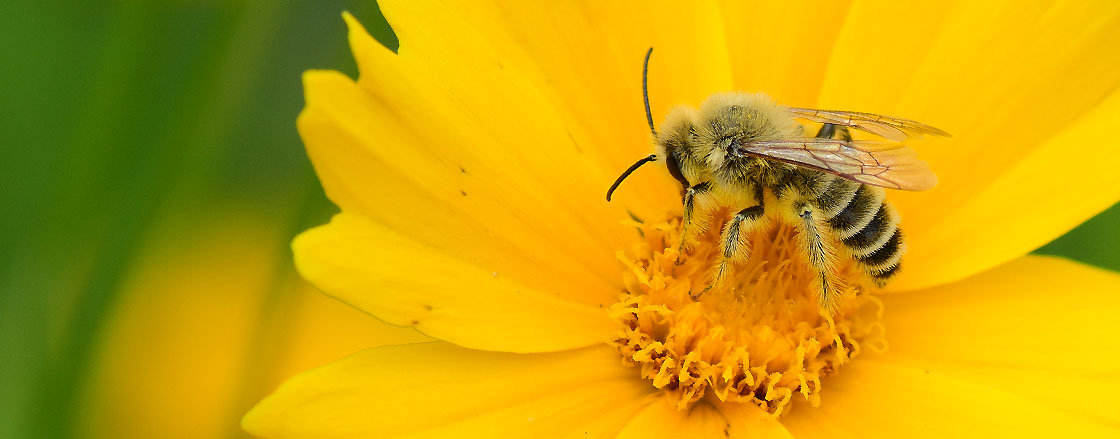 Pszczola 2