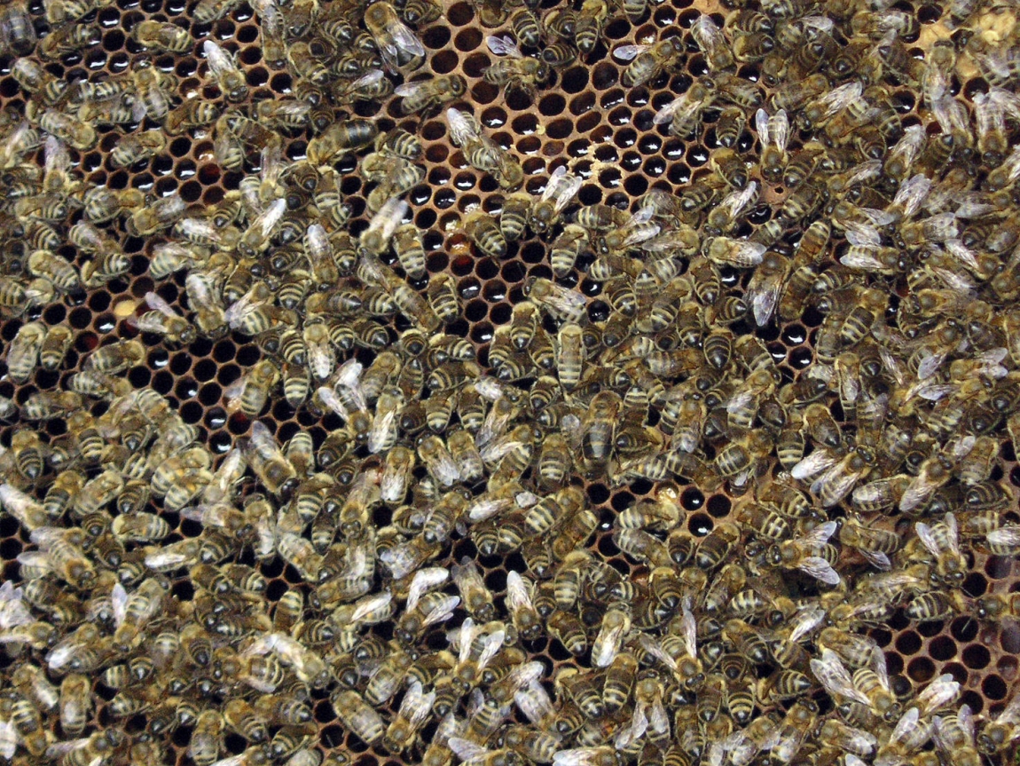 Warroza – wciąż aktualny problem rodzin pszczelich
