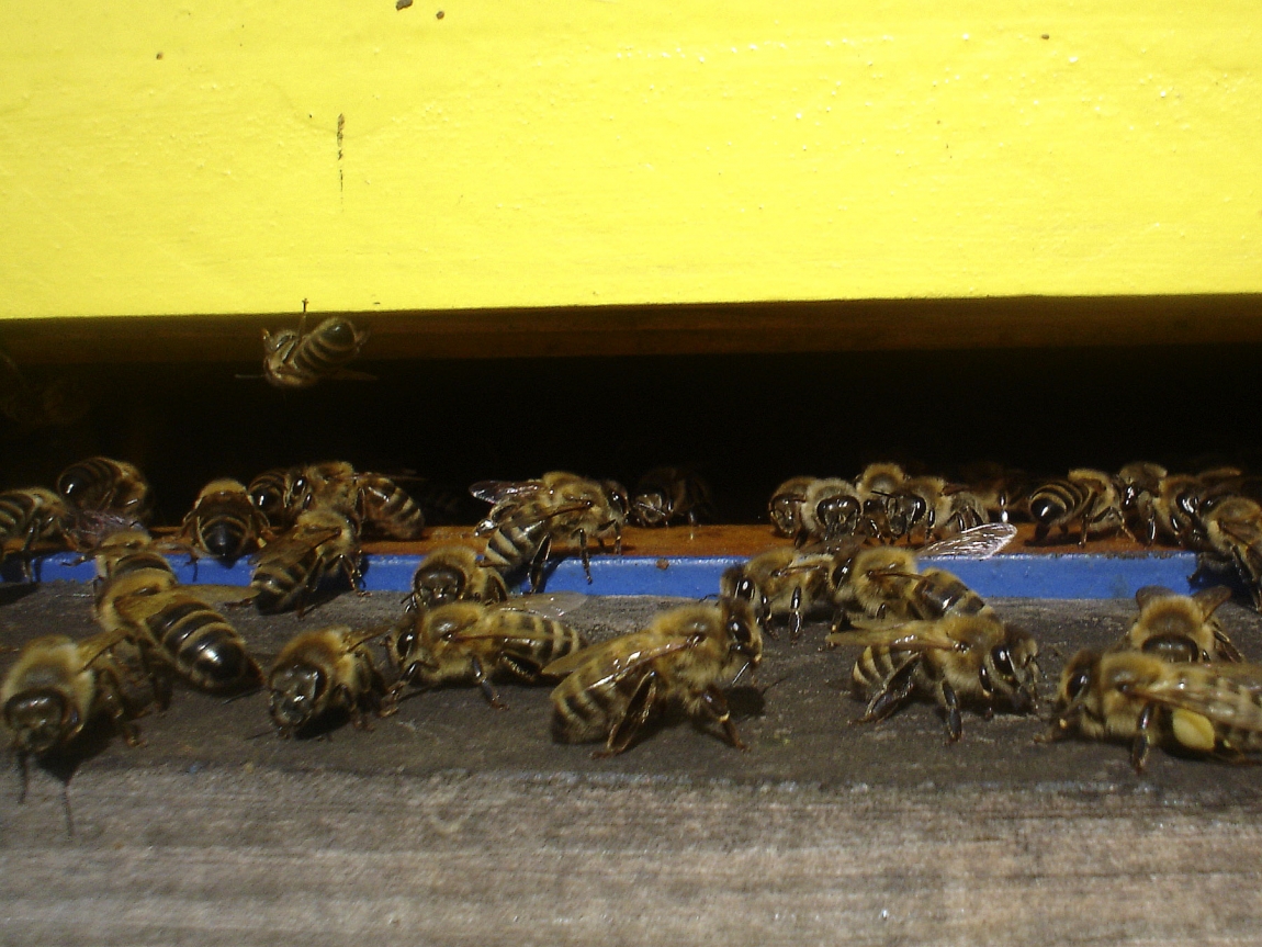 Biologia rodziny pszczelej